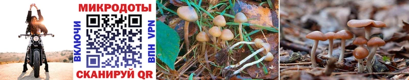 Галлюциногенные грибы Psilocybe  blacksprut сайт  Междуреченск 