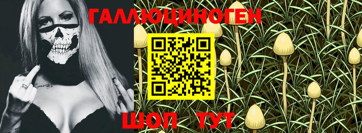 купить   Междуреченск  Галлюциногенные грибы GOLDEN TEACHER 